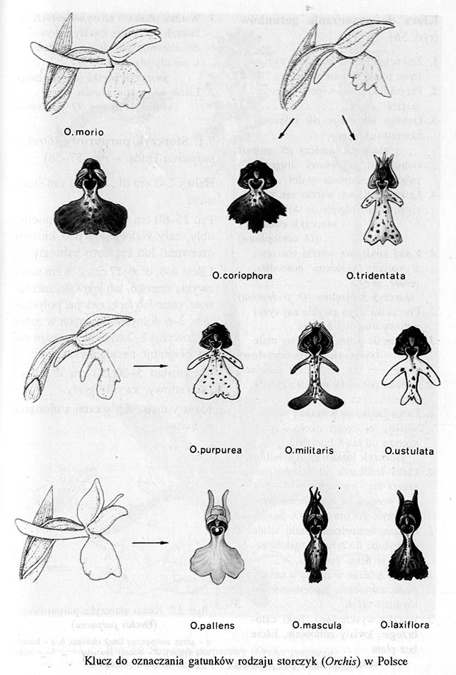 Storczyk (Orchis)