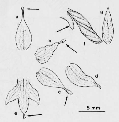 Storczyca kulista (Traunsteinera globosa)