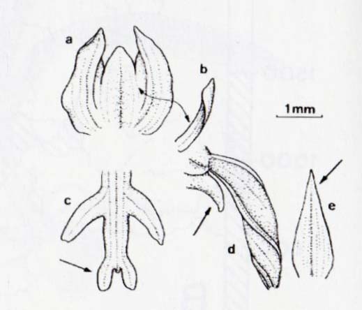 Storczyk drobnokwiatowy (Orchis ustulata)