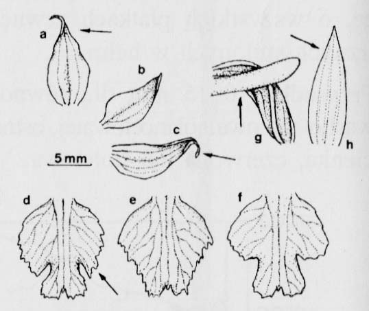 Storczyk męski (Orchis mascula)