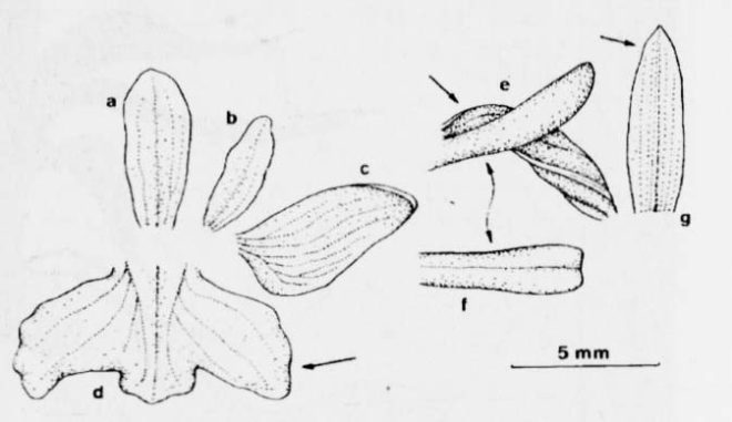 Storczyk samiczy (Orchis morio)