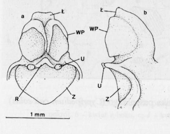 Potrostek (Chamorchis)