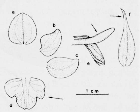 Storczyk blady (Orchis pallens)