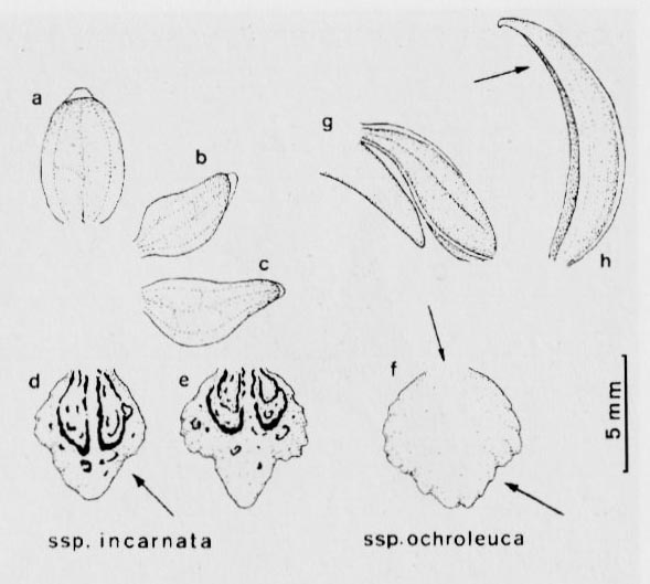 Stoplamek krwisty (Dactylorhiza incarnata)