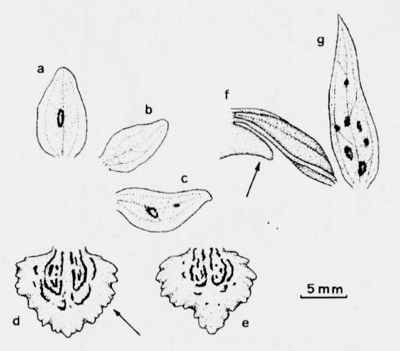 Stoplamek sercowaty (Dactylorhiza cordigera)