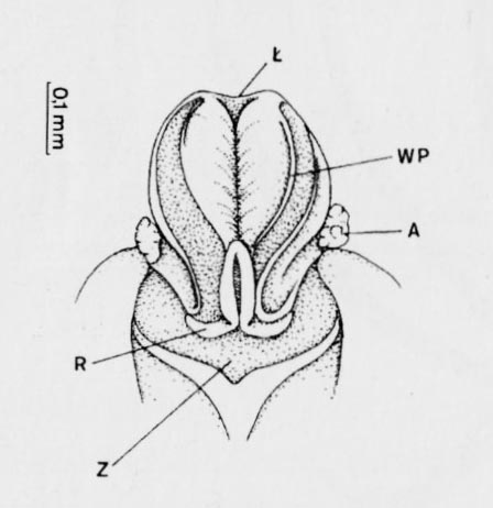 Gołek (Pseudorchis)