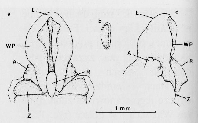 Gółka (Gymnadenia)